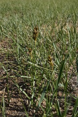 Carex douglasii