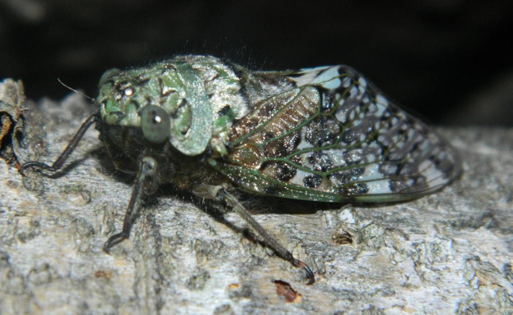 Brown Orangewing Cicada