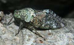 Platypleura brunea