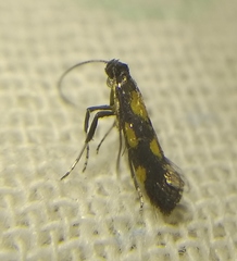 Euspilapteryx auroguttella