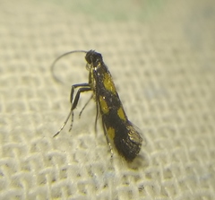 Euspilapteryx auroguttella