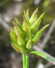 Trianoptiles stipitata