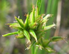 Trianoptiles stipitata