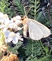 Hydriomena furcata