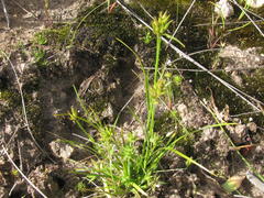 Trianoptiles stipitata