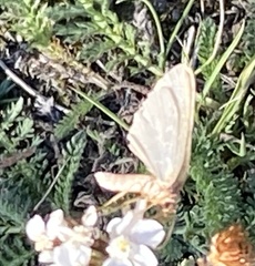 Hydriomena furcata