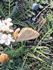 Hydriomena furcata
