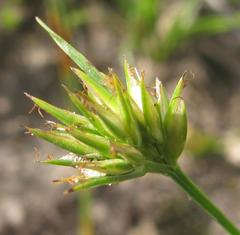 Trianoptiles stipitata