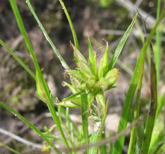 Trianoptiles stipitata