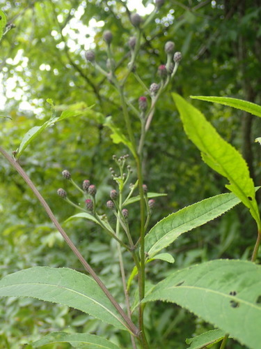 Vernonia gigantea image
