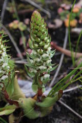 Satyrium bicallosum