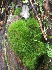 Dicranoloma menziesii