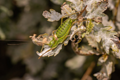 Ephippiger diurnus diurnus