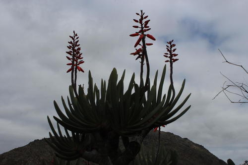 Kumara plicatilis