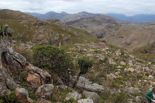 Kumara plicatilis