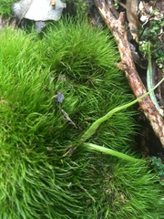 Dicranoloma menziesii