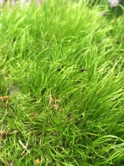 Dicranoloma menziesii