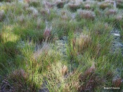 Juncus inflexus
