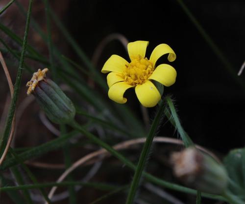 Othonna perfoliata (L.f.) Jacq. 2