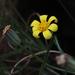 Othonna amplexifolia DC. 2