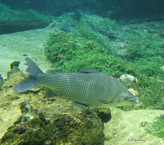 Prochilodus lineatus