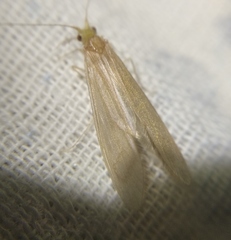 Oecetis ochracea