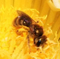 Halictus jucundus