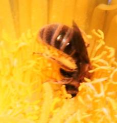 Halictus jucundus