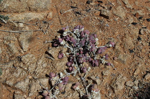 Mesembryanthemum sladenianum