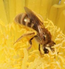 Halictus jucundus