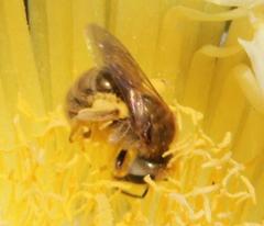 Halictus jucundus