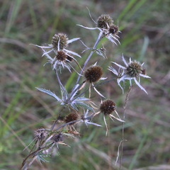 Eryngium planum