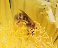 Halictus jucundus