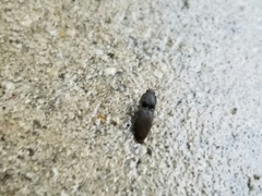 Heteroderes amplicollis