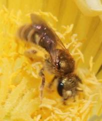 Halictus jucundus