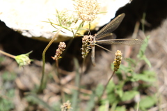 Macronemurus appendiculatus