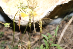 Macronemurus appendiculatus