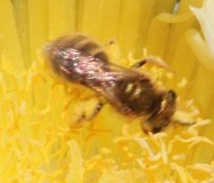 Halictus jucundus