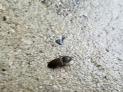 Heteroderes amplicollis