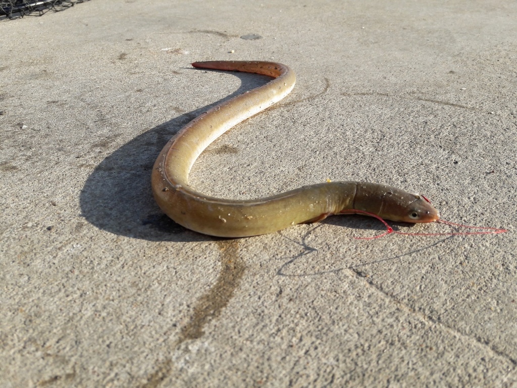 Shrimp Eel