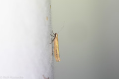Ypsolopha ochrella