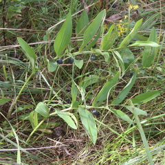 Polygonatum odoratum