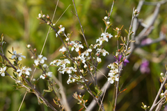 Leptospermum semibaccatum