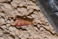 Pyrausta pseudonythesalis