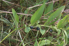 Polygonatum odoratum