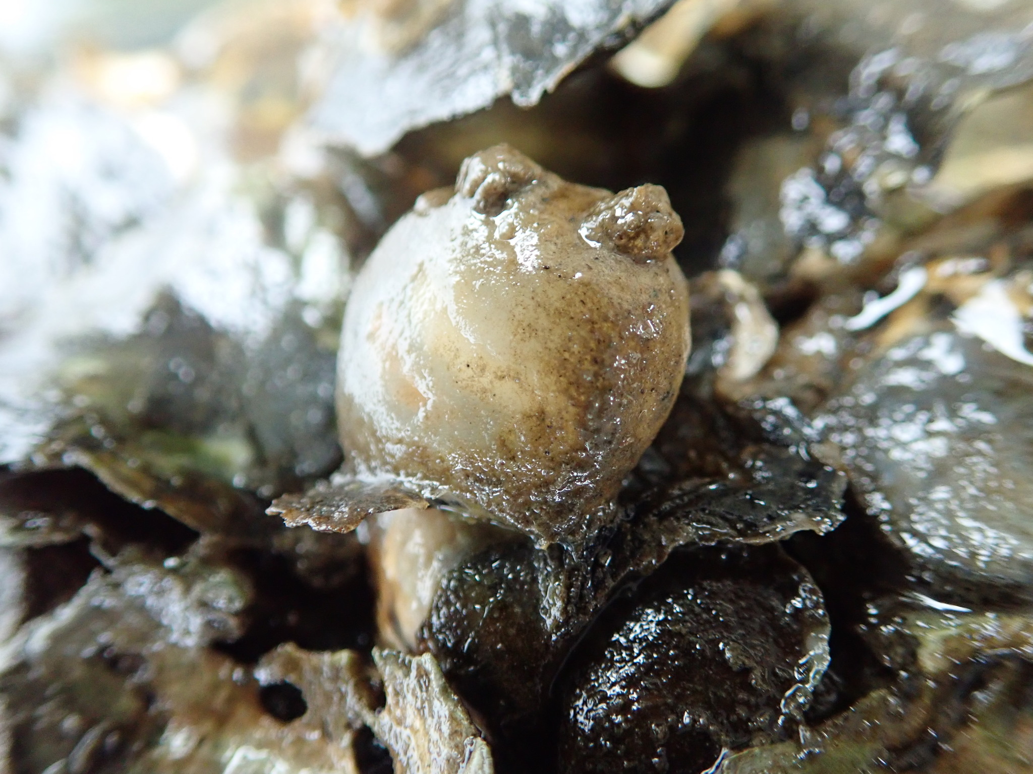 Molgula manhattensis (De Kay, 1843)