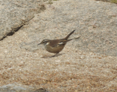 Cinclodes olrogi