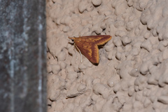 Pyrausta pseudonythesalis