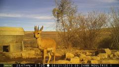 Raphicerus campestris steinhardti