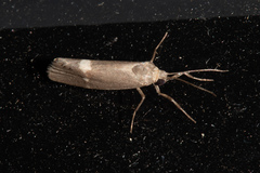 Cisthene dorsimacula